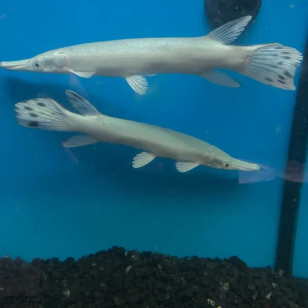 Buy Golden Alligator Gar for Sale