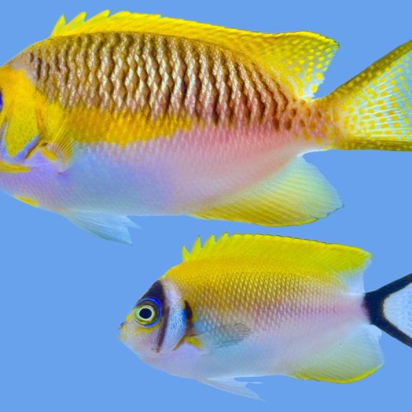 Buy Masked Angelfish for Sale