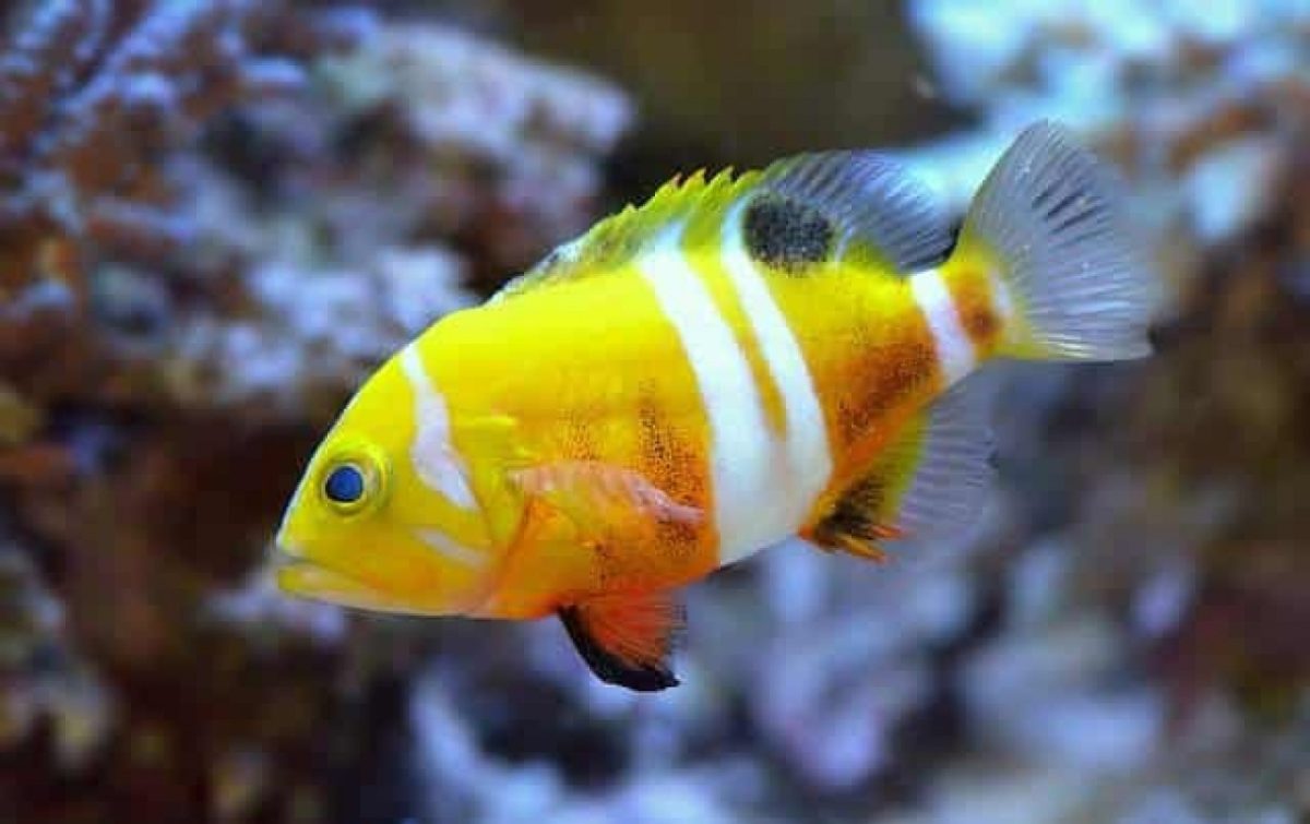 Buy Neptune Grouper for Sale
