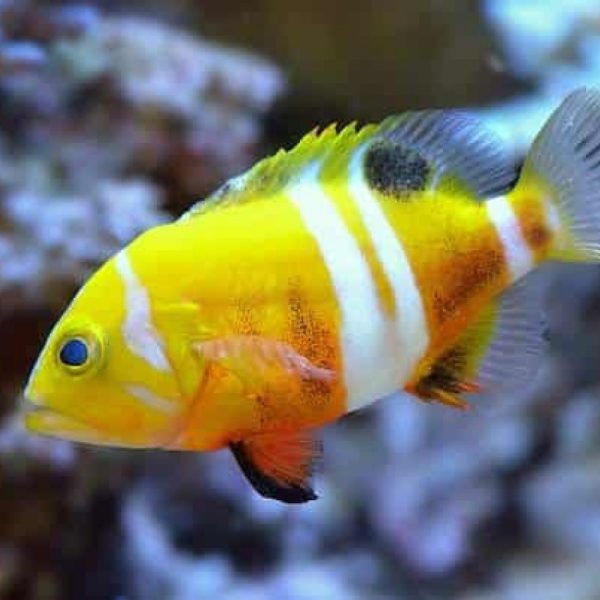 Buy Neptune Grouper for Sale
