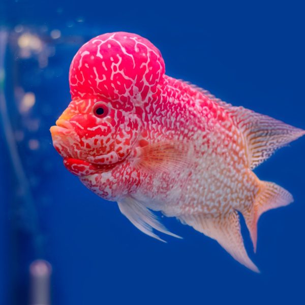 Buy Flowerhorn Cichlid (Show Grade) for Sale