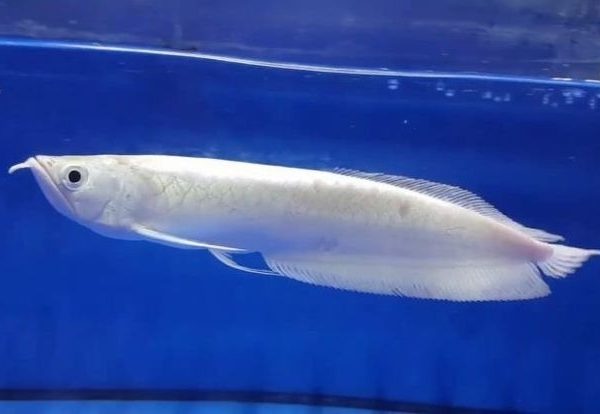 Buy Platinum Arowana for Sale