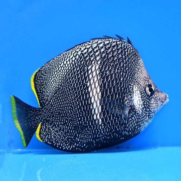 Buy Wrought Iron Butterflyfish for Sale