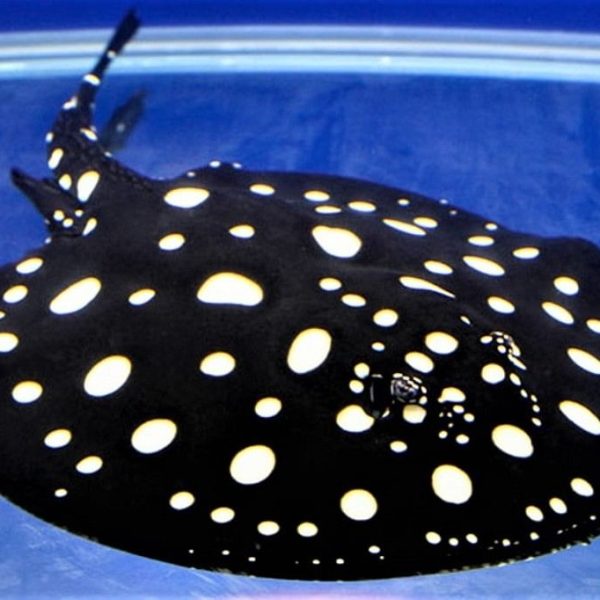 Buy Freshwater Polka Dot Stingray for Sale