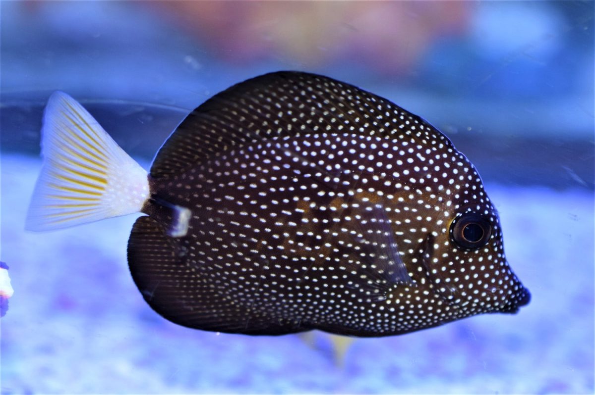 Buy Gem Tang for Sale