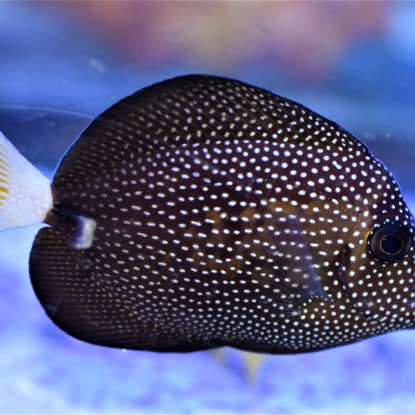 Buy Gem Tang for Sale