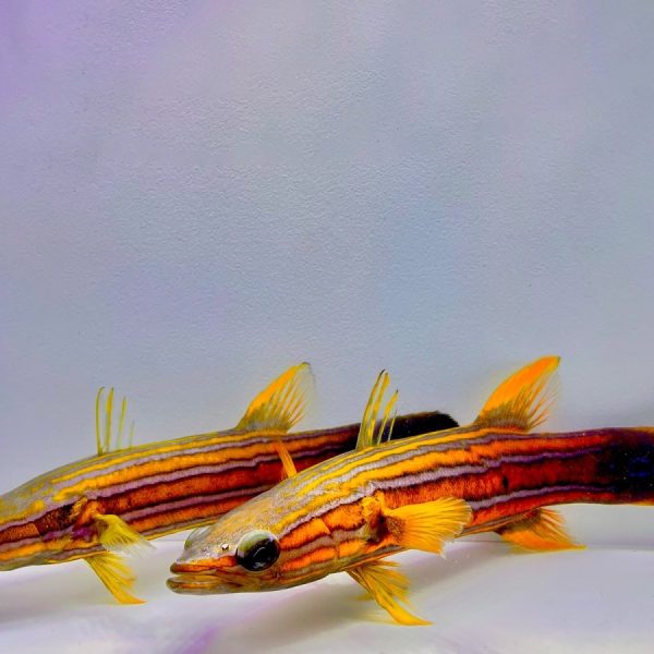 Buy Australian Flathead Perch