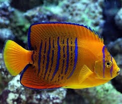 Buy Clarion Angelfish for Sale
