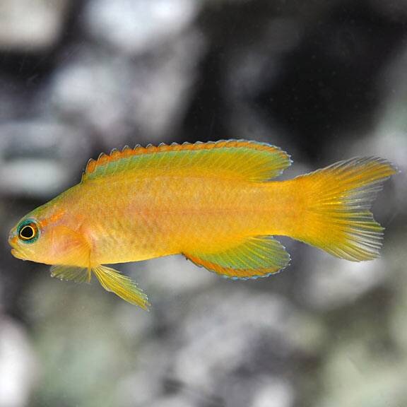 Buy Golden Basslet for Sale