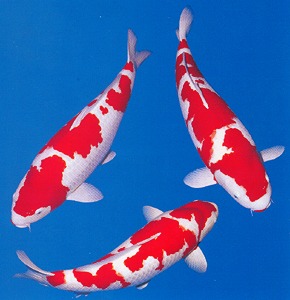 Buy Champion Bloodline Japanese Koi for Sale